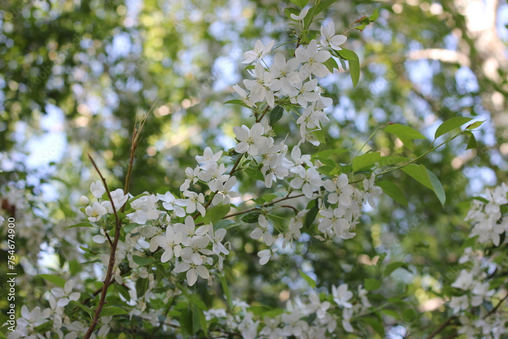 flowers on the apple tree flowers on the apple tree