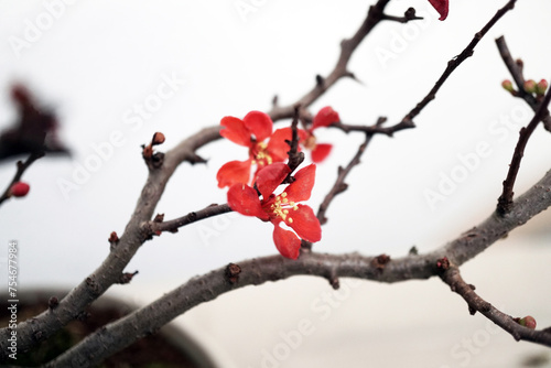 赤い長寿梅の花