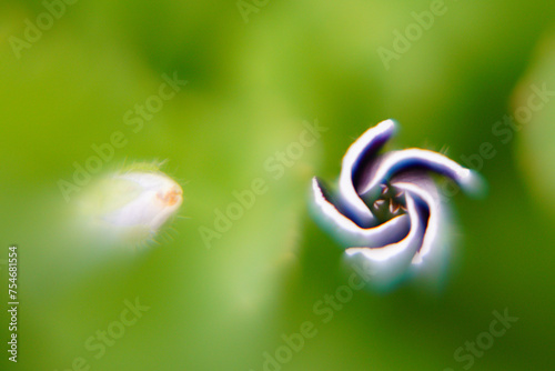 Beautiful nemophile in the summer garden photo