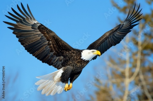 An eagle gracefully soars against the clear blue sky.