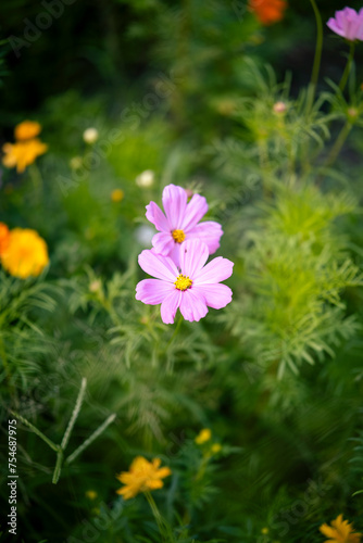 pink cosmos flower