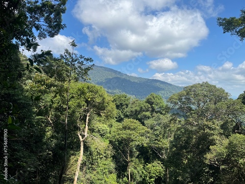 over view of trees and mountains