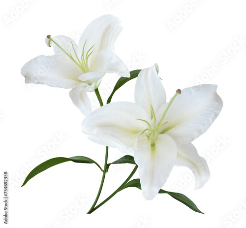 White Lily flower bouquet isolated on transparent background for card and decoration