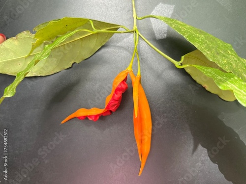 red chili pepper