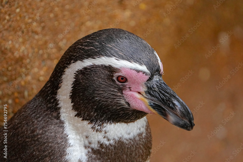 Naklejka premium フンボルトペンギン