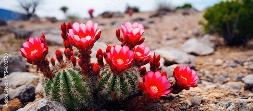 A cluster of vibrant red and pink cactus flowers sits atop a rocky ground  adding a pop of color to the rugged landscape. The flowers appear to be thriving in their arid surroundings  contrasting