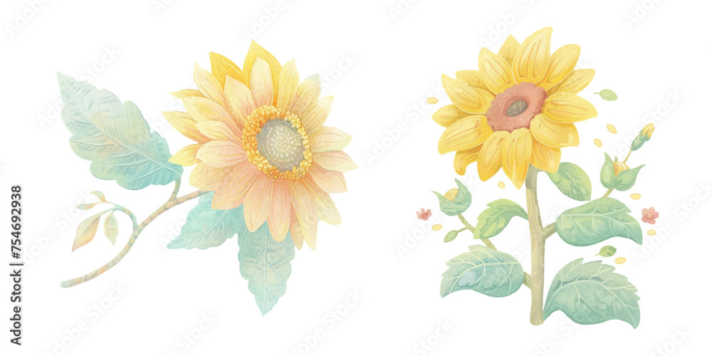 cute sunflower watercolour vector illustration 
