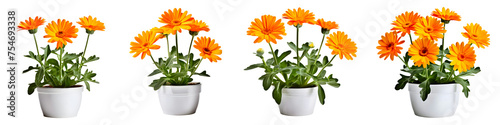 House parlor plant Calendula plant in modern white pot or vase isolated on transparent background generative ai