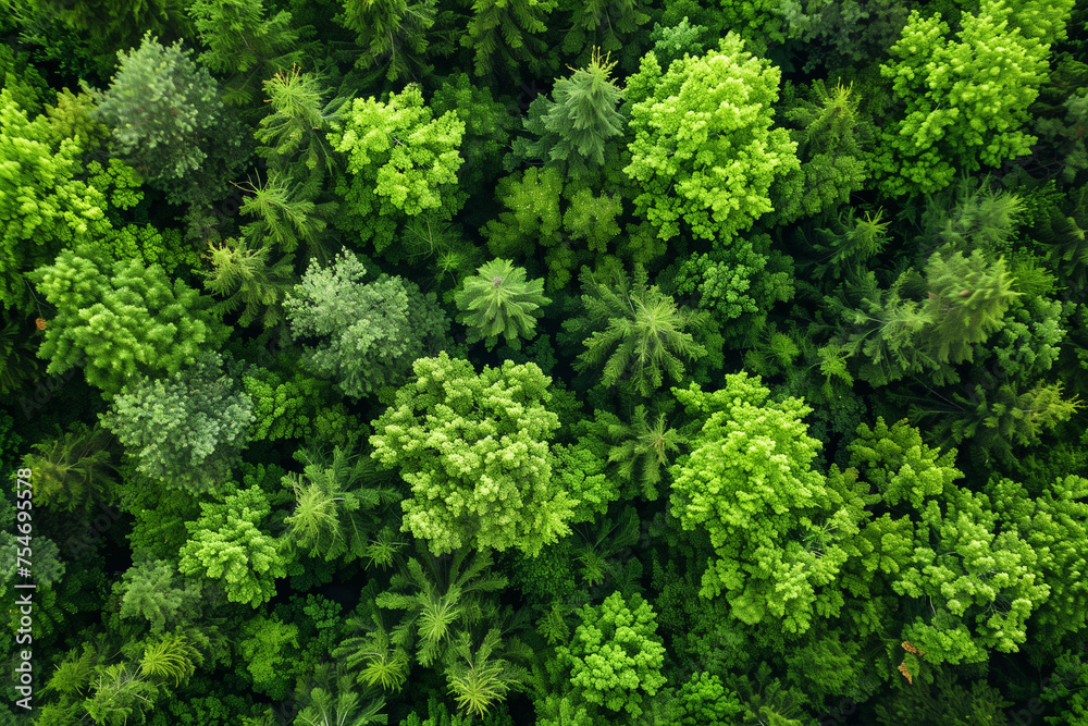 Drone aerial of forest 