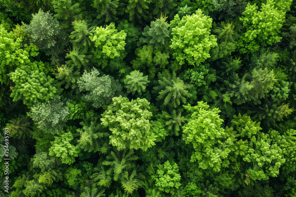 Drone aerial of forest Drone aerial of forest
