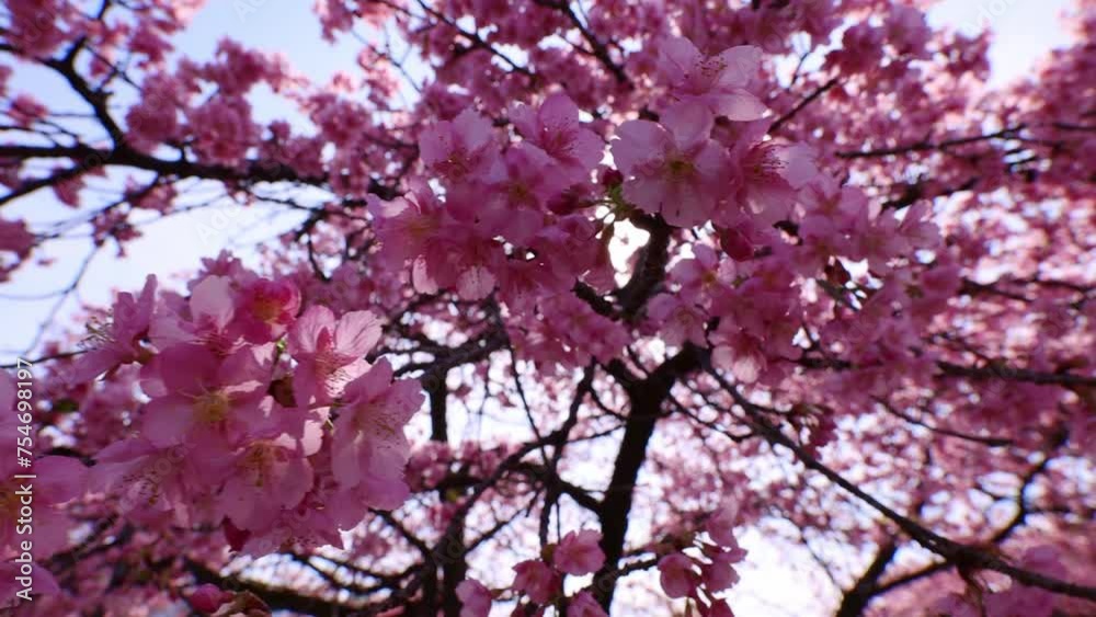 Japanese spring, cherry blossoms in bloom in Tokyo, pink sakura flowers in Japan on a sunny day, tourism in Japan Japanese spring, cherry blossoms in bloom in Tokyo, pink sakura flowers in Japan on a sunny day, tourism in Japan
