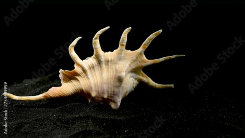 Scorpion conch shell on a black sand HD photo