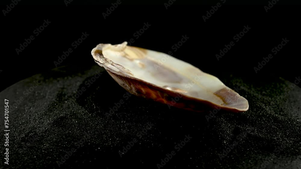 Sea pearl oyster shell on a black sand HD