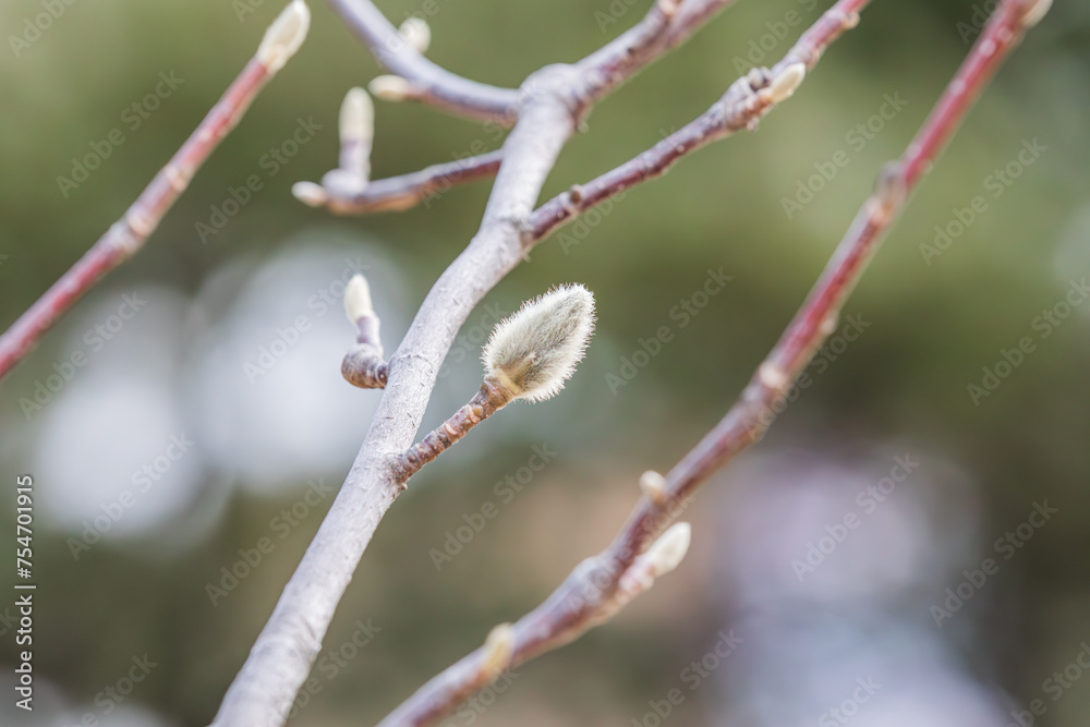 Magnolia buds discovered in early spring. warm spring sunshine - mokryeon, kobushi magnolia, Magnolia kobus Magnolia buds discovered in early spring. warm spring sunshine - mokryeon, kobushi magnolia, Magnolia kobus