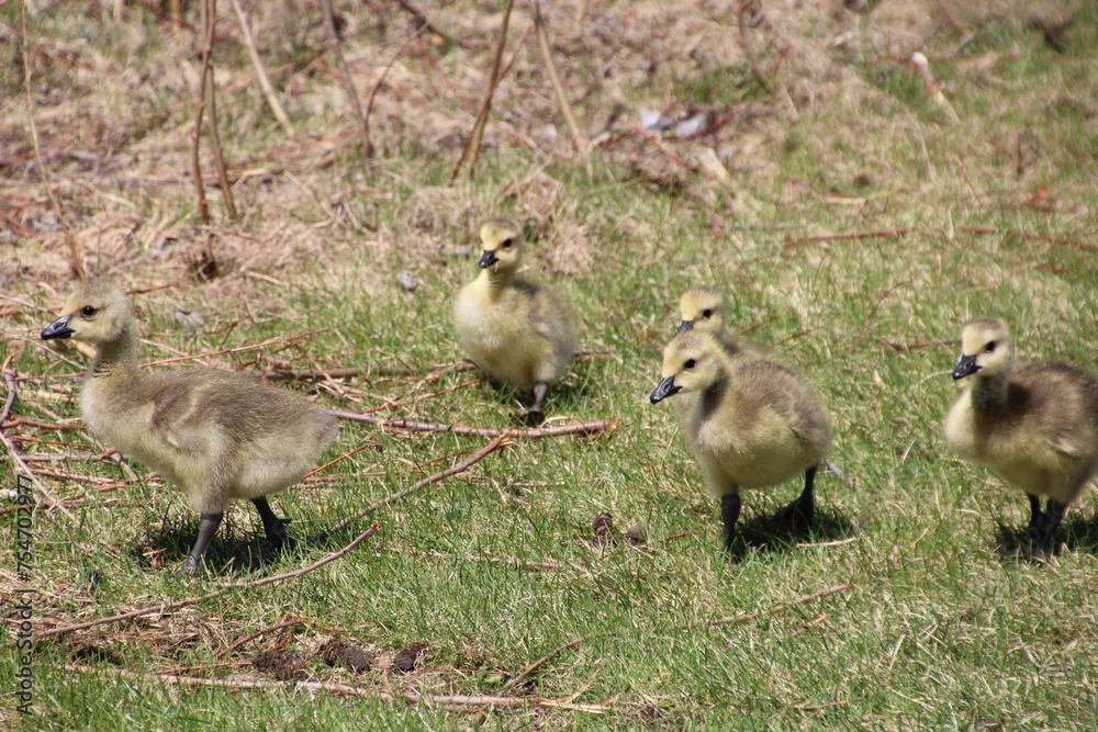 Goslings On The Grass, William Hawrelak Park, Edmonton, Alberta Goslings On The Grass, William Hawrelak Park, Edmonton, Alberta