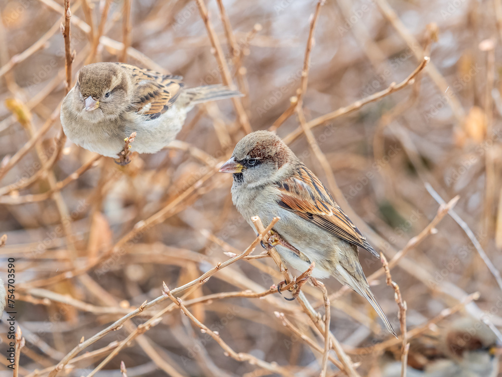 Fototapeta premium Two Sparrows sits on a branch without leaves.