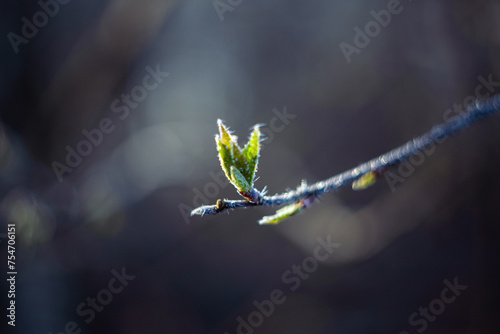 Wiosenna zieleń szron na młodych liściach na przedwiośniu