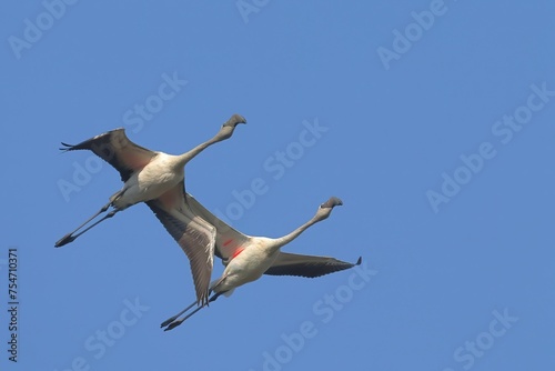 Flamingos in flight