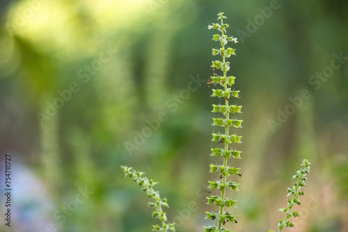 Ocimum tenuiflorum, commonly known as holy basil or tulsi, is an aromatic perennial plant in the family Lamiaceae. Basil flowers close-up macro shot in the garden on a blurred background. 