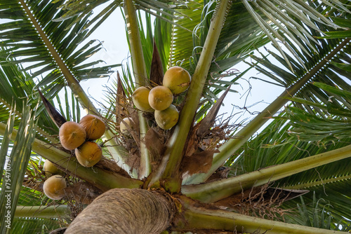 Coconut tree with a bunch of fruit. Fresh brown and green coconut. photo