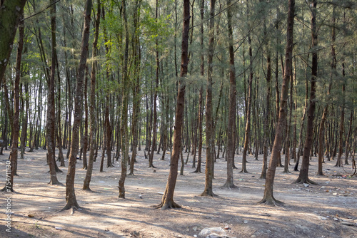 Coastal forest near the sea. In Bangladesh these trees are known as Jhau trees. Its scientific name Casuarina equisetifolia. photo