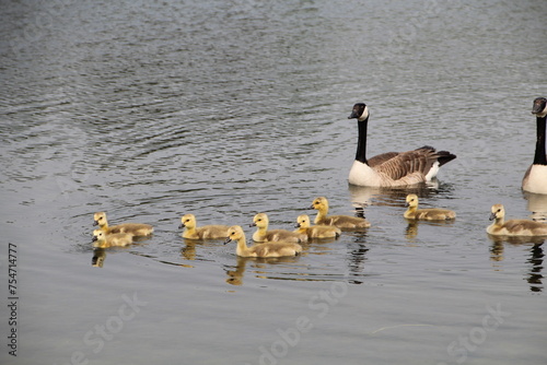 geese swimming in the lake, William Hawrelak Park, Edmonton, Alberta