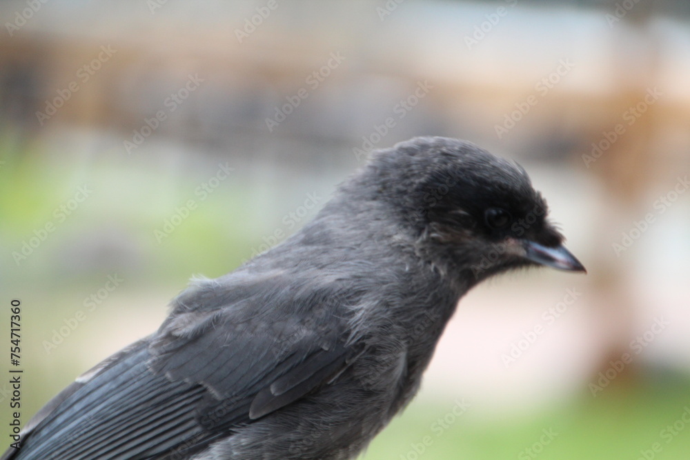 Fototapeta premium Young Jay, Jasper National Park, Alberta