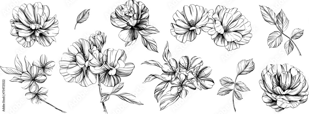 Botanical flowers set. Wild spring leaf wildflower isolated. Black and white engraved ink art. Isolated collection illustration element on white background.