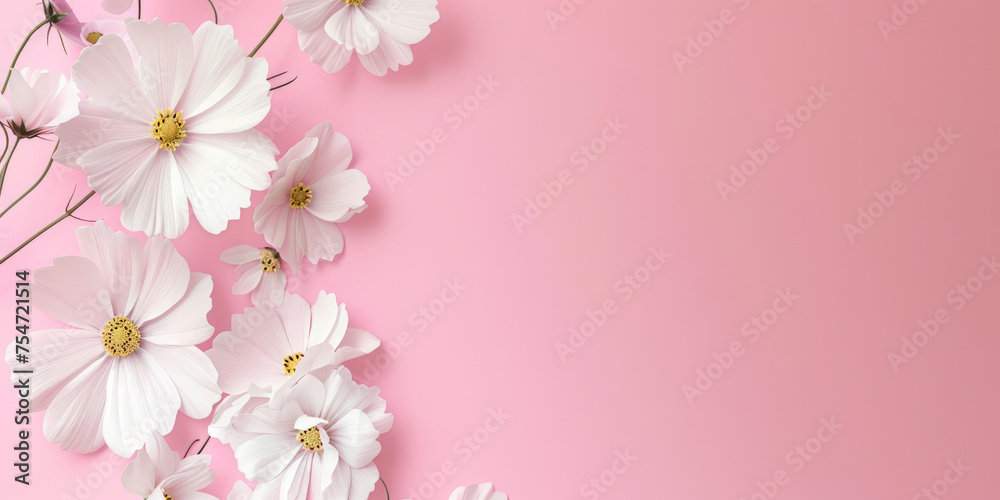 white daisy flowers on pink background , banner, empty space for text, minimalist composition