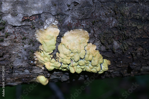 Fuligo luteonitens, slime mold from Finland, no common English name photo