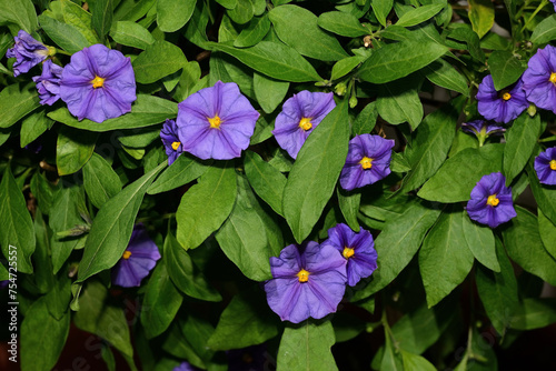 Kartoffelbaum, Blauer, Solanum rantonnetii, Blüte,  Einzelblüte,  Detailaufnahme
