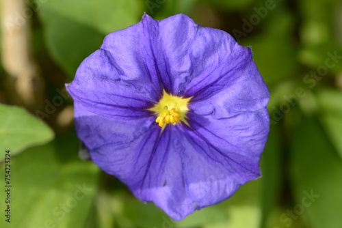 Kartoffelbaum  Blauer  Solanum rantonnetii  Bl  te   Einzelbl  te   Detailaufnahme