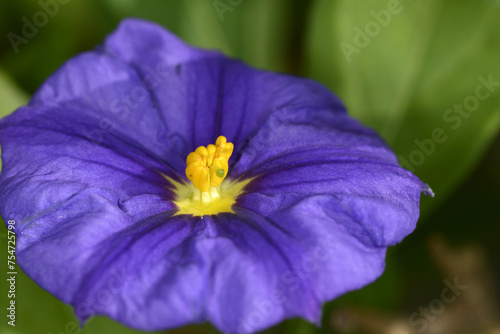 Kartoffelbaum, Blauer, Solanum rantonnetii, Blüte,  Einzelblüte,  Detailaufnahme photo