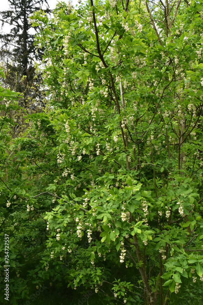 Gemeine Pimpernuss,  Staphylea pinnata L., blühender junger Baum, Strauch, Habitus