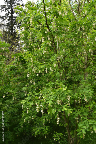 Gemeine Pimpernuss, Staphylea pinnata L., blühender junger Baum, Strauch, Habitus