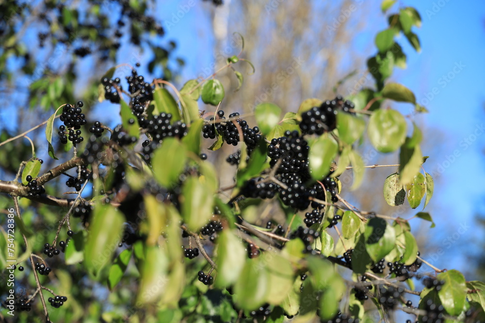 An elder branch with black berries and defocused leaves in the foreground An elder branch with black berries and defocused leaves in the foreground