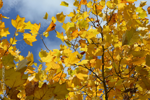 Tulpenbaum,  Liriodendron tulipifera, herbstlich gefärbte  Laubblätter photo