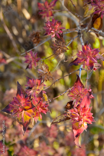 Koreanische Abelie, Abelia mosanensis, Samenstand und Herbstlaub, Strauchausschnitt