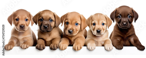 Puppies with blank signs hiding their faces on white background.