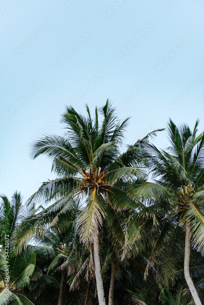 Palm trees along the waters edge Palm trees along the waters edge