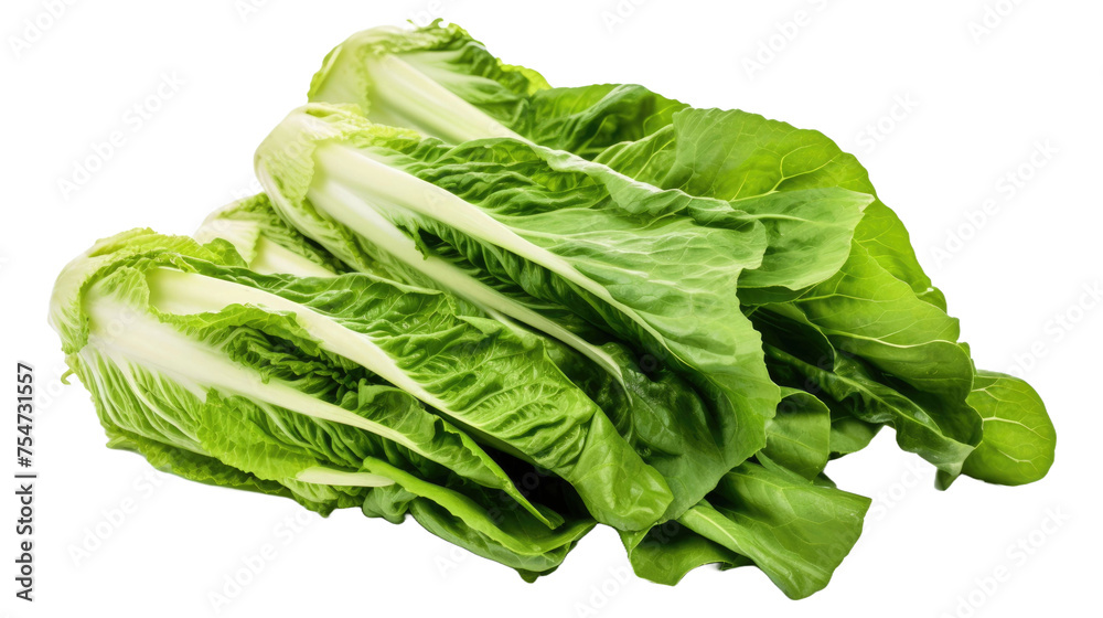 bunch of romaine lettuce on white isolated background bunch of romaine lettuce on white isolated background