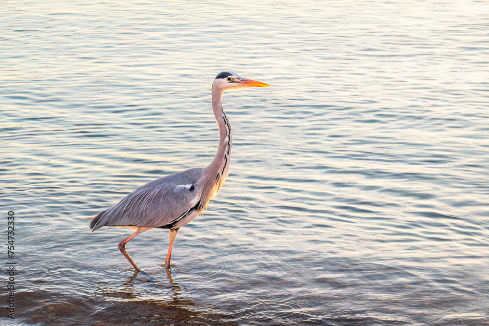 A heron hunting in the sea. Grey heron on the hunt A heron hunting in the sea. Grey heron on the hunt