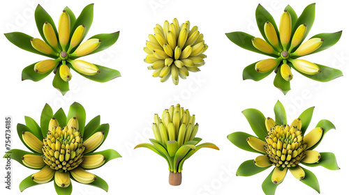 Banana Flower Illustration Isolated on Transparent Background Top View