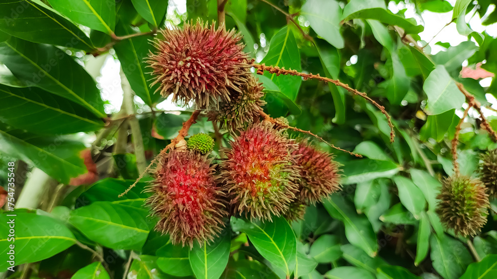 Rambutan fruit attached to a branch that is almost ripe is reddish in color Rambutan fruit attached to a branch that is almost ripe is reddish in color
