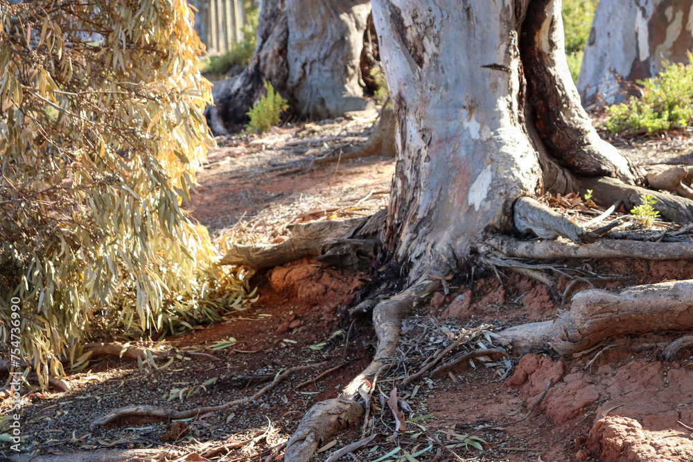 landscape with eucalyptus tree roots in australian bushland