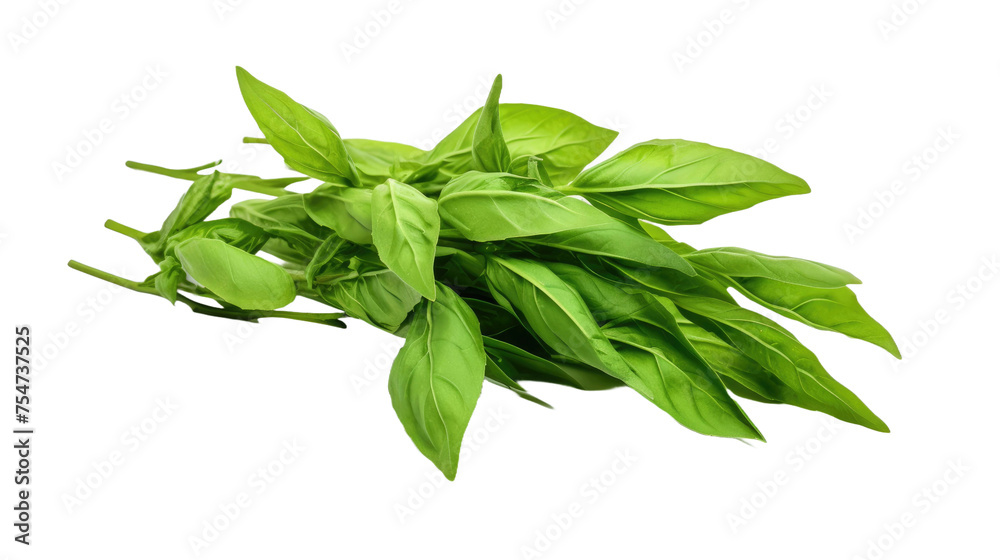 sprigs of basil isolated on a white background sprigs of basil isolated on a white background