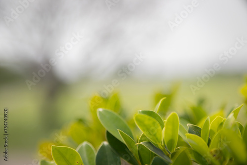Close-up shot of green blurred treetops feel the nature warm and bright Use it as a background image to decorate.