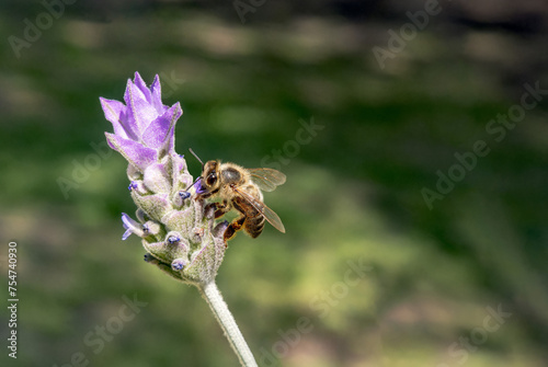 A bee on a lavender flower Lavandula dentata photo