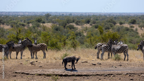 a spotted hyena keeping the zebras from a waterhole
