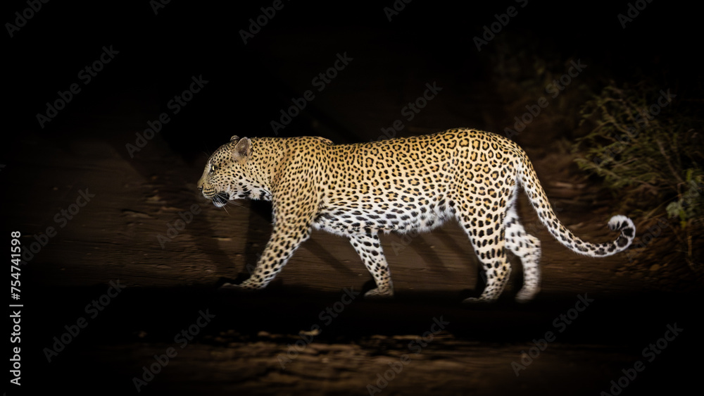 Fototapeta premium A leopard with one blind eye